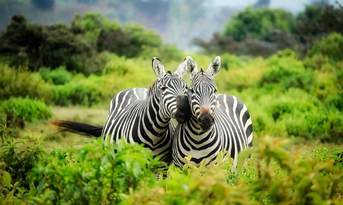 Maasai Mara savanna